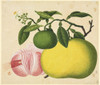 Flower Illustration From The Reeves Collection Poster Print By Mary Evans / Natural History Museum - Item # VARMEL10707153