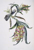 Galeandra Baueri  Orchid Poster Print By Mary Evans / Natural History Museum - Item # VARMEL10710108