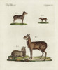 Musk Deer And Antelope Poster Print By ® Florilegius / Mary Evans - Item # VARMEL10934715