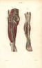 Lymph Nodes And Vessels Deep In The Leg Poster Print By ® Florilegius / Mary Evans - Item # VARMEL10939635