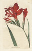Superb Corn-Flag  Gladiolus Cardinalis Poster Print By ® Florilegius / Mary Evans - Item # VARMEL10934842