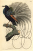 Le Nebuleux Bird Of Paradise  Paradisea Nigricans Poster Print By ® Florilegius / Mary Evans - Item # VARMEL10940226