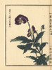 Violet  Viola Species Poster Print By ® Florilegius / Mary Evans - Item # VARMEL10938720