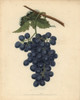 Raisin De Calmes Grape  Vitis Vinifera Poster Print By ® Florilegius / Mary Evans - Item # VARMEL10935698