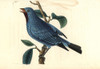 Plum-Throated Cotinga  Cotinga Maynana Poster Print By ® Florilegius / Mary Evans - Item # VARMEL10940789