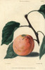 Ripe Fruit And Leaves Of The Moorpark Apricotà Poster Print By ® Florilegius / Mary Evans - Item # VARMEL10939434