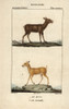 Siberian Musk Deer  Moschus Moschiferus  Andà Poster Print By ® Florilegius / Mary Evans - Item # VARMEL10938914