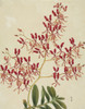 Renanthera Coccinea  Orchid Poster Print By Mary Evans / Natural History Museum - Item # VARMEL10707171