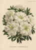 White Azalea  Azalea Indica Var Gardeniaeflora Lind Poster Print By ® Florilegius / Mary Evans - Item # VARMEL10938672