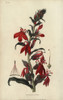 Cardinal Flower  Lobelia Cardinalis Poster Print By ® Florilegius / Mary Evans - Item # VARMEL10936754