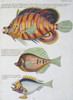 Colourful Illustration Of Three Fish Poster Print By Mary Evans / Natural History Museum - Item # VARMEL10708291