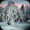 Frozen Trees - Prospect Park  Niagara  Ny State  Usa Poster Print By ® The Boswell Collection  Bexley Heritage Trust / Mary Evans - Item # VARMEL11677847
