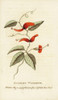 Scarlet Woodbine Of New South Wales  Lonicera Species Poster Print By ® Florilegius / Mary Evans - Item # VARMEL10937855