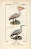 Great White Pelican  Pelecanus Onocrotalusà Poster Print By ® Florilegius / Mary Evans - Item # VARMEL10939005