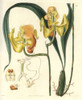 Gongora Speciosa  Large Yellow-Flowered Gongora Orchid Poster Print By ® Florilegius / Mary Evans - Item # VARMEL10934909