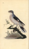 Great Grey Shrike  Lanius Excubitor Poster Print By ® Florilegius / Mary Evans - Item # VARMEL10936324