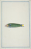 Thalassoma Lunare  Moon Wrasse Poster Print By Mary Evans / Natural History Museum - Item # VARMEL10710991