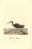 Whimbrel  Numenius Phaeopus Poster Print By ® Florilegius / Mary Evans - Item # VARMEL10937334
