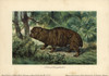 Giant Hyrax  Riesenklippdachs  Extinct Ancestorà Poster Print By ® Florilegius / Mary Evans - Item # VARMEL10937721