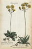 Mouse Ear Hawkweed And Narrow-Leaved Hawkweed Poster Print By ® Florilegius / Mary Evans - Item # VARMEL10935976