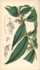 Purplish Green Aeschinanthus  Aeschynanthus Albidus Poster Print By ® Florilegius / Mary Evans - Item # VARMEL10935050