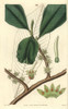 Cluster-Flowered Myrsine  Myrsine Capitellata Poster Print By ® Florilegius / Mary Evans - Item # VARMEL10934981