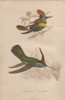 Tufted-Necked Hummingbird  Trochilus Ornatusà Poster Print By ® Florilegius / Mary Evans - Item # VARMEL10934442