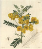 New Holland Cassia  Cassia Australis Poster Print By ® Florilegius / Mary Evans - Item # VARMEL10934431