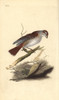 Red-Backed Shrike  Lanius Collurio Poster Print By ® Florilegius / Mary Evans - Item # VARMEL10936321