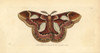 Rothschild Moth  Rothschildia Erycina Poster Print By ® Florilegius / Mary Evans - Item # VARMEL10940354