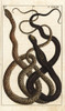Indian Cobra And Malayan Vine Snake Poster Print By ® Florilegius / Mary Evans - Item # VARMEL10941757