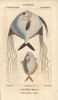 Angelfish? And Ponyfish  Leiognathus Equulus? Poster Print By ® Florilegius / Mary Evans - Item # VARMEL10938405