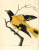 Black-Hooded Oriole  Oriolus Xanthornus Poster Print By ® Florilegius / Mary Evans - Item # VARMEL10940689