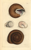 Ringent Snail And Lamp Snail  Helix Ringensà Poster Print By ® Florilegius / Mary Evans - Item # VARMEL10940499