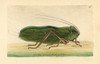 Locust  Cnemidophyllum Citrifolium Poster Print By ® Florilegius / Mary Evans - Item # VARMEL10940261