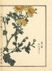 Kangiku Or Winter Chrysanthemum  Chrysanthemum Indicum Poster Print By ® Florilegius / Mary Evans - Item # VARMEL10938702
