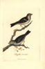 House Sparrow  Passer Domesticus Poster Print By ® Florilegius / Mary Evans - Item # VARMEL10937322