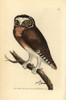 Northern Saw-Whet Owl  Aegolius Acadius Poster Print By ® Florilegius / Mary Evans - Item # VARMEL10940295