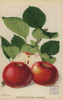 Apple Variety  Herefordshire Beefing  Malus Domestica Poster Print By ® Florilegius / Mary Evans - Item # VARMEL10936688