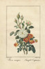 White Rose Unique And Simple Capucine  Austrian Copper Rose Poster Print By ® Florilegius / Mary Evans - Item # VARMEL10938476