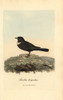 Ring Ouzel  Turdus Torquatus Poster Print By ® Florilegius / Mary Evans - Item # VARMEL10937319