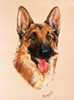 Alsatian Dog - Portrait Painting Poster Print By Malcolm Greensmith ® Adrian Bradbury/Mary Evans - Item # VARMEL10271177