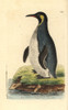 King Penguin  Aptenodytes Patagonicus Poster Print By ® Florilegius / Mary Evans - Item # VARMEL10940625