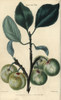Fruit And Leaves Of The Greengage Plum  Prunusà Poster Print By ® Florilegius / Mary Evans - Item # VARMEL10939385