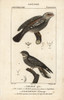 Tawny Frogmouth  Podargus Strigoides  And Europeanà Poster Print By ® Florilegius / Mary Evans - Item # VARMEL10938897