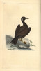 Wagel Gull  Young Of The Great Black-Backedà Poster Print By ® Florilegius / Mary Evans - Item # VARMEL10936291