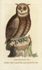 Great Horned Owl  Bubo Virginianus Poster Print By ® Florilegius / Mary Evans - Item # VARMEL10937958