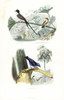 Fork-Tailed Flycatcher  Rufous Flycatcher-Thrushà Poster Print By ® Florilegius / Mary Evans - Item # VARMEL10935751