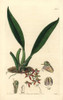 Trinidad Macradenia Orchid  Macradenia Lutescens Poster Print By ® Florilegius / Mary Evans - Item # VARMEL10935338