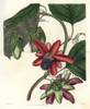 Crimson Winged-Stem Passionflower  Passiflora Alata Poster Print By ® Florilegius / Mary Evans - Item # VARMEL10940101